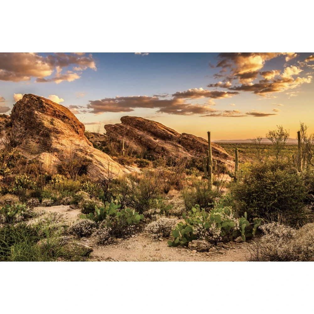 Western Desert Cactus Photography Backdrop Dusk Desert Mountain Shrub Hillside Natural Scene Portrait Background Photo Studio