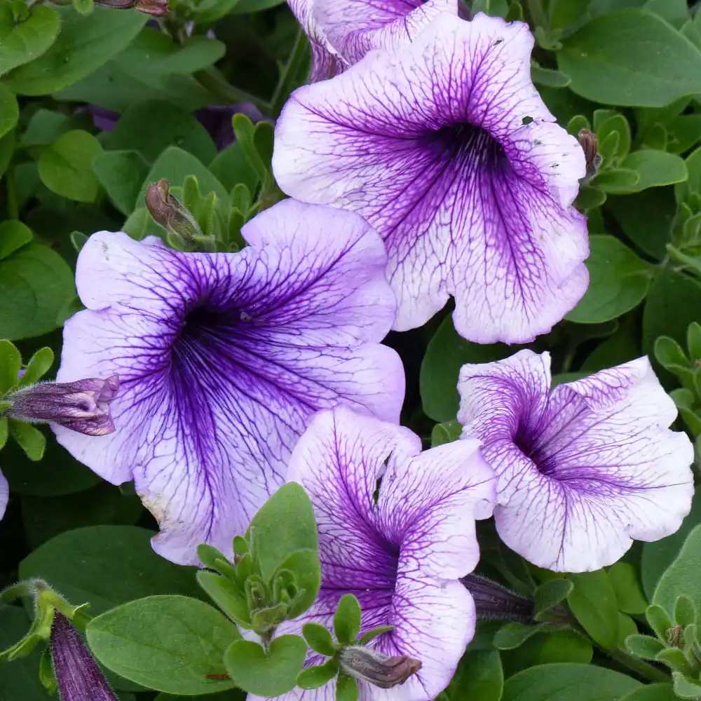 Petunia veins low mix 0.1g flower seeds for home and garden terrace flowers