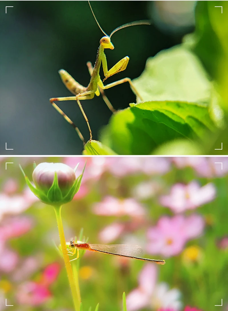 Kase Professional Phone Macro Lens with Clip for iPhone Samsung Xiaomi Oneplus