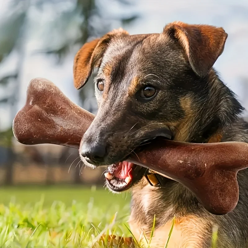 #10 Best Durable Pet Chew Toys to Buy In 2026