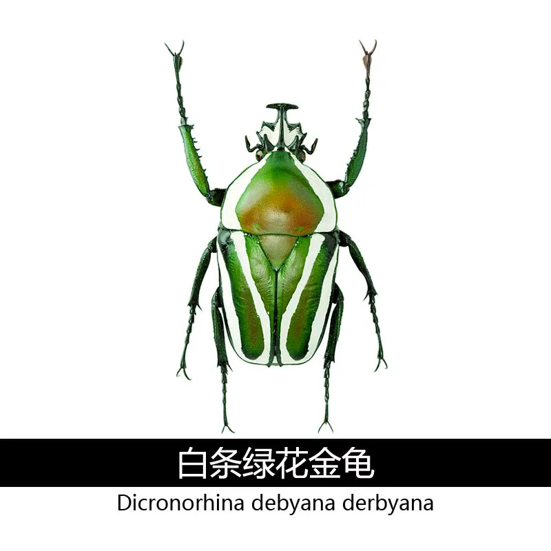 Africa Dicronorhina debyana Golden tortoise scientific research real insect beetle specimen home decoration accessories