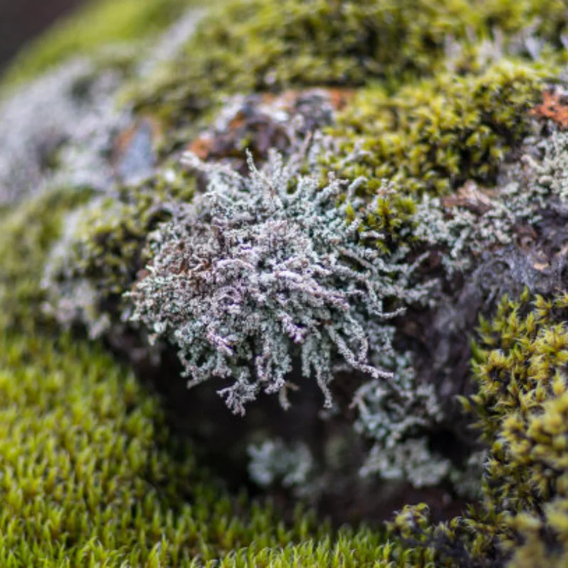 

5pcs Steel Front and Rear Link Rod Tie Rod Servo Link for Arrma 1/8 Karton Outcast 1/7 BIG ROCK Upgrade Parts