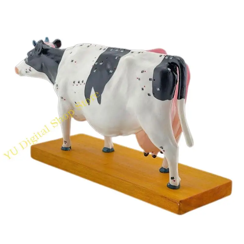 96BA Animal Anatomy Model Cattle Anatomy Model Organs Teaching Prop