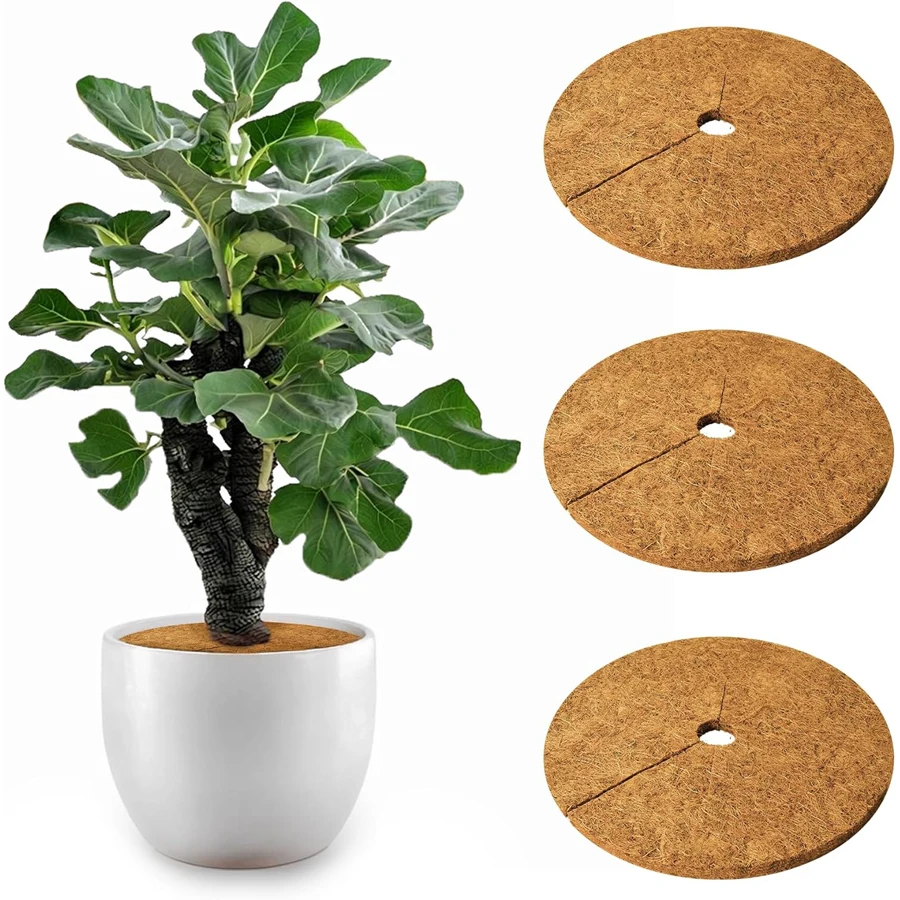 Mulch Tree Ring: تقييم ونصائح لاستخدامه في حديقتك