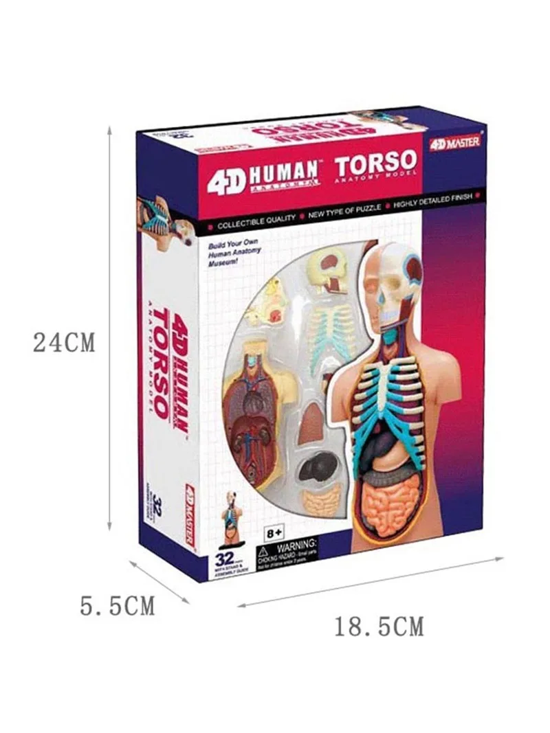 4d Master Human Anatomy Standard Small Torso Body Organ Anatomical Medical Teaching Model Heart Lung Liver Stomach