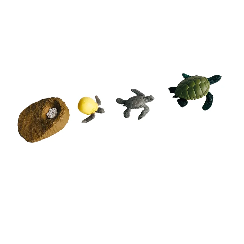 Montessori Life Cycle of Turtle Models and 3-Part Cards Biology Learning Resources Preschool Educational Equipment Teaching Aids