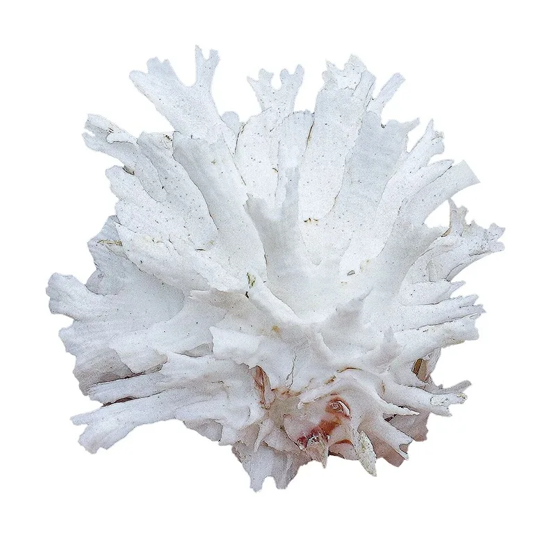 3pcs Mixed Clam Natural Shell Conch Chrysanthemum 6Cm Clam Specimen Snail Scallop Home Decoration Ornament Fish Tank Landscape view 3