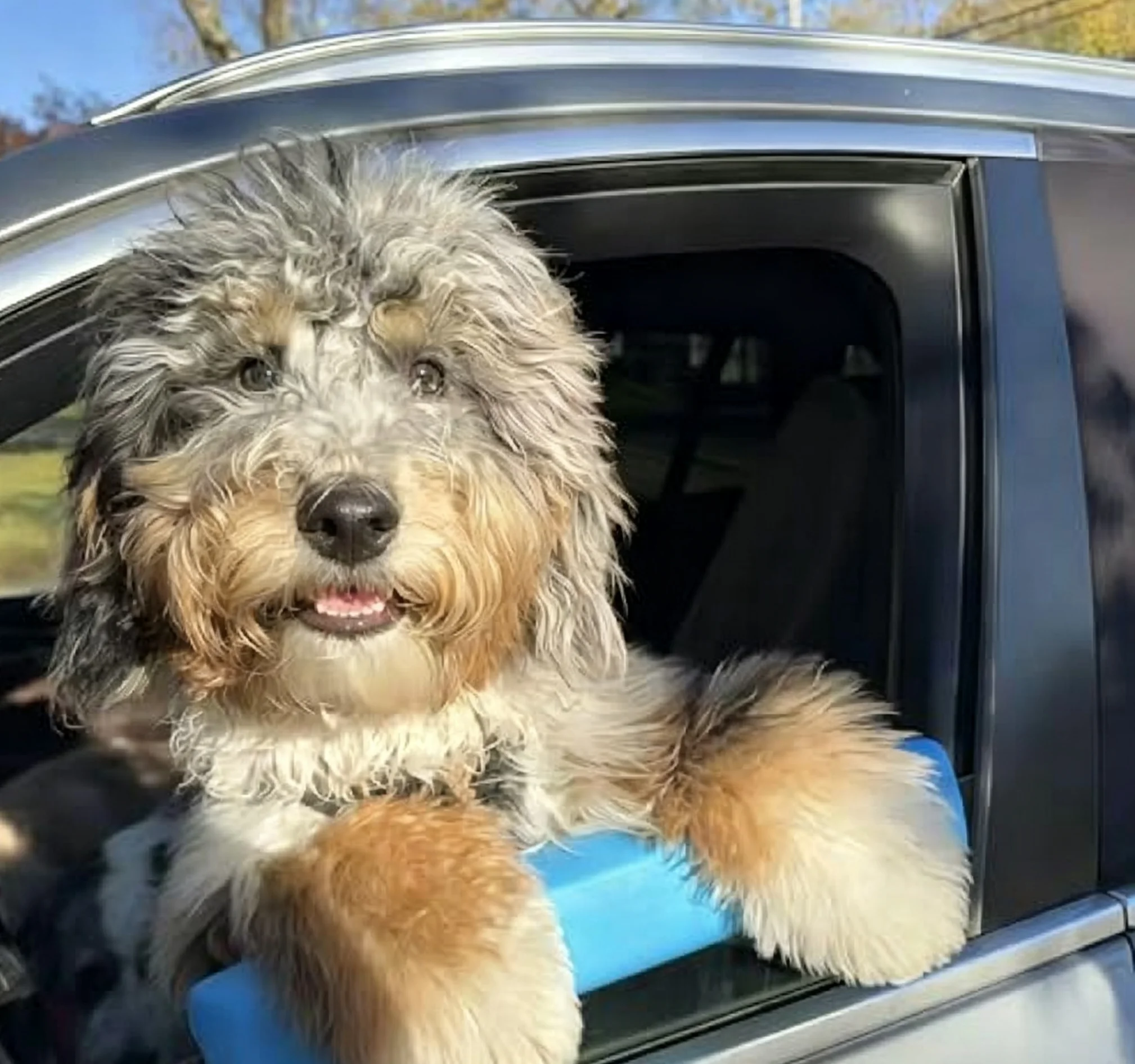 ユニバーサルカーウィンドウハンギングヘッドレストクッション  - Travel Accessories Dog のレビューと価格