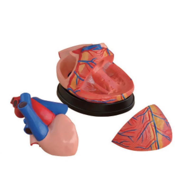Jumbo Heart Anatomical Model for Medical Science Teaching