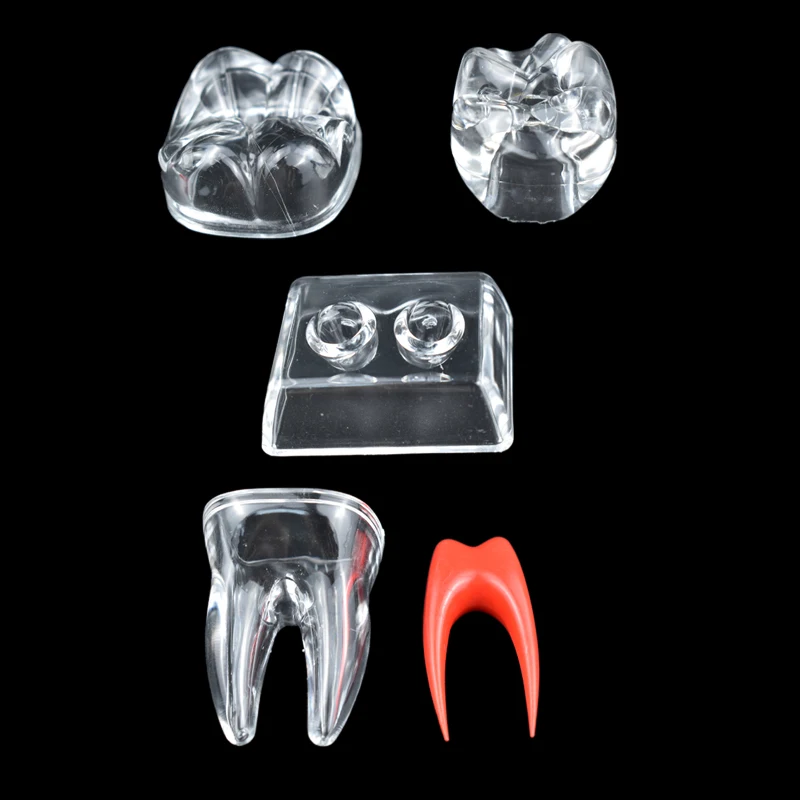 Dental Anatomical Model Transparent Single Tooth Decomposition Models Dental Technician Teaching Practice Studying Tool