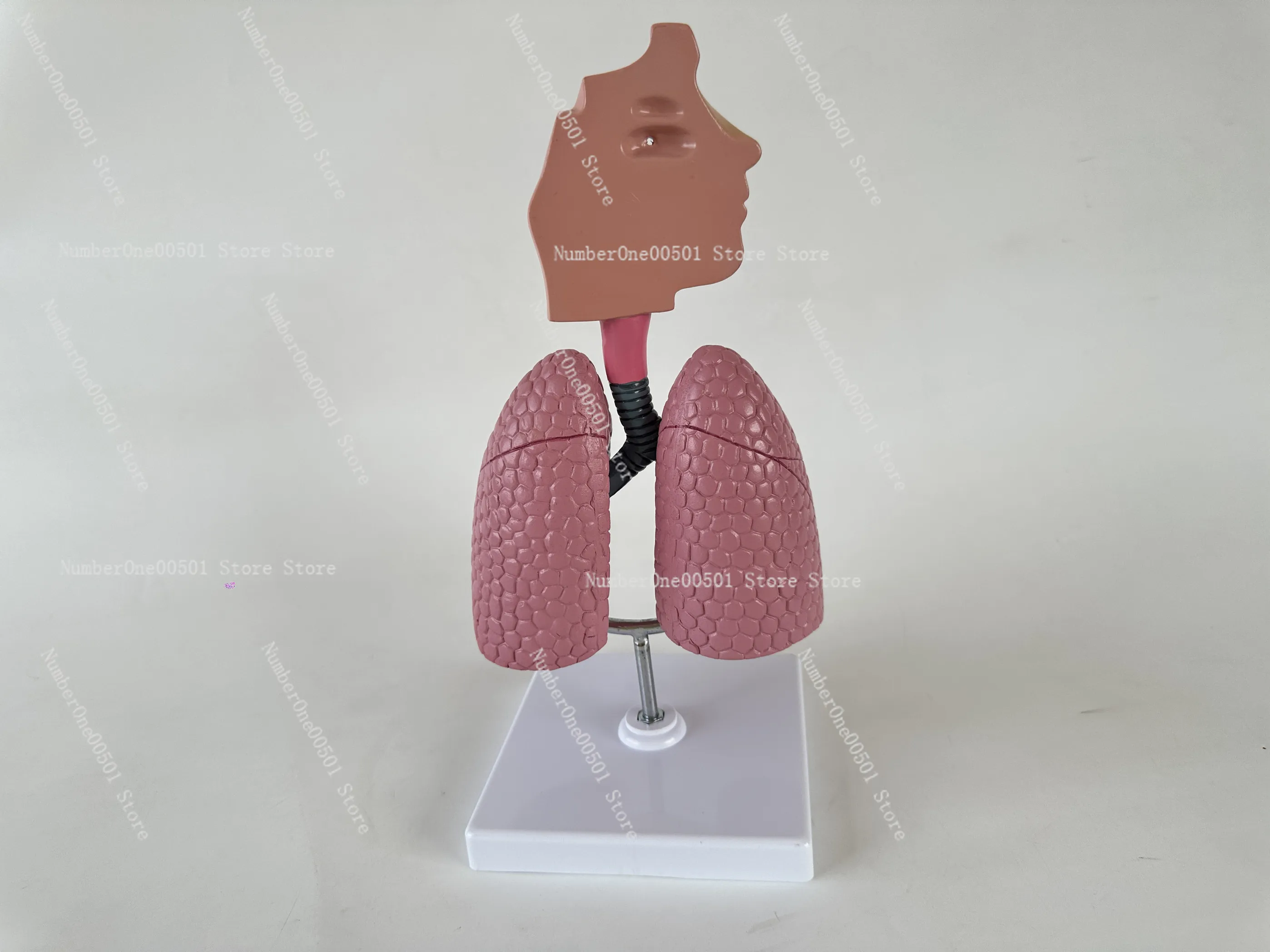 Human Respiratory System Model Lung Anatomy Teaching Model Medical Education Display for Biology Classroom