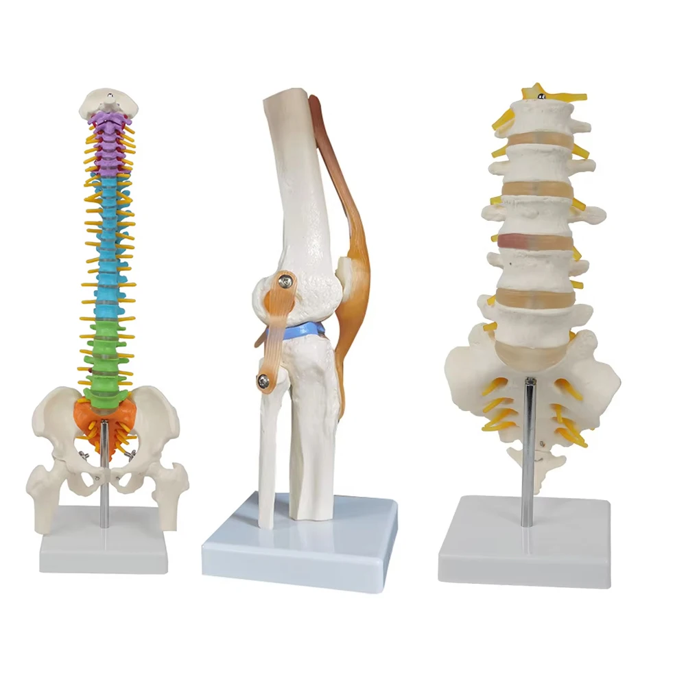 Medizinische Lehrmittel Skelett PVC-Modell Lehrmittel für Schüler Kniegelenkmodell Hautmodell Wirbelmodell