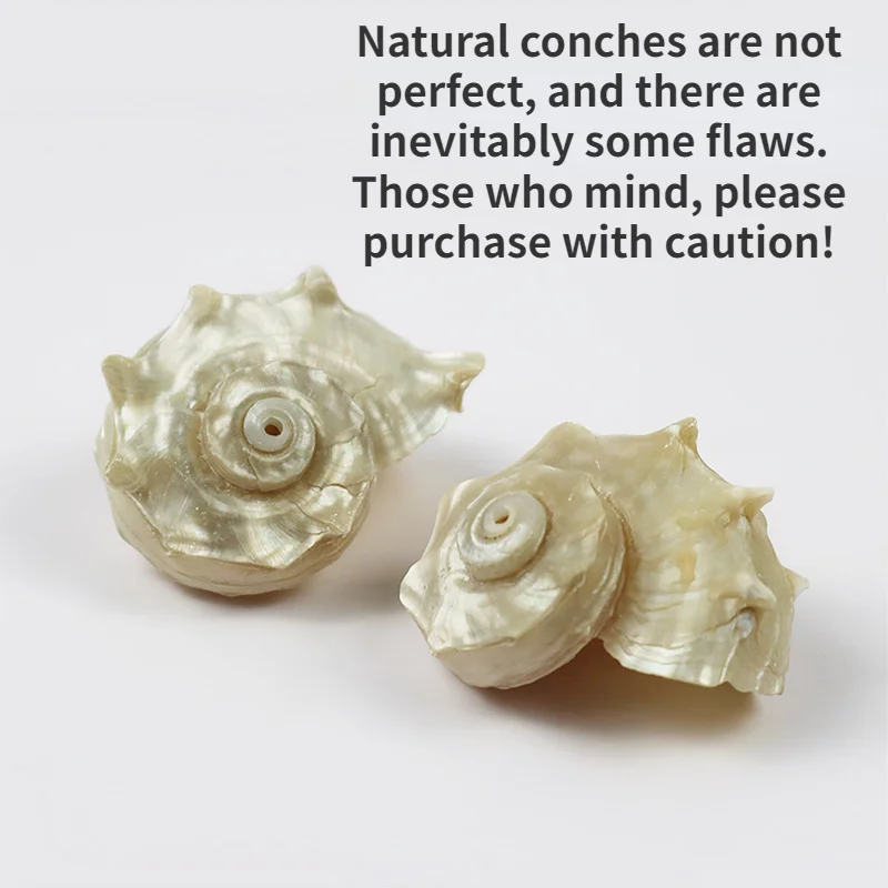 Collection of Natural Conch Shell Scallop Fish Hermit Crab Landscape Decor for Shell Changing Fish Tank Seashells Beach Decor