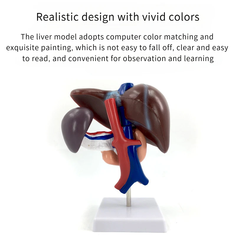 Anatomy Hepatopancreatoduodenal Model Of Liver, Spleen, Blood Vessels, And Pancreas, Human Abdominal Visceral Digestive System