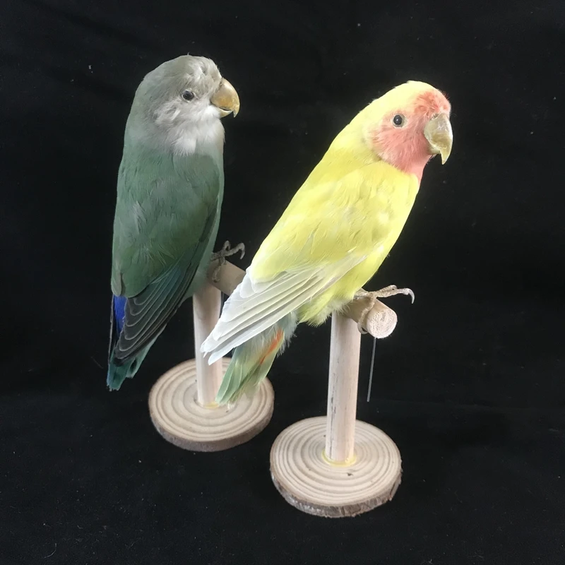 Taxidermy stuffing Eurasian yellow colour Melopsittacus undulatus / Budgerigar Budgie Parrot specimen Teaching / Decoration