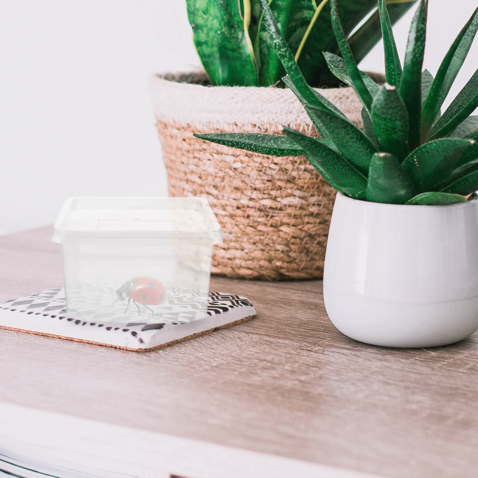 

Spider Box Transparent Breathable Reptile Feeding Container Durable Small Animal Habitat For Geckos Spiders Snails Insect