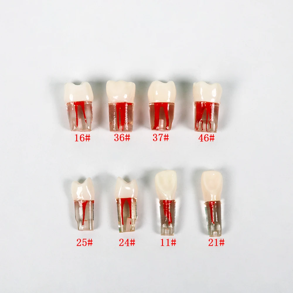 

20 шт., модели корневых каналов для зубной эндодонтии, эндодонтические зубы, для тренировочной практики RCT