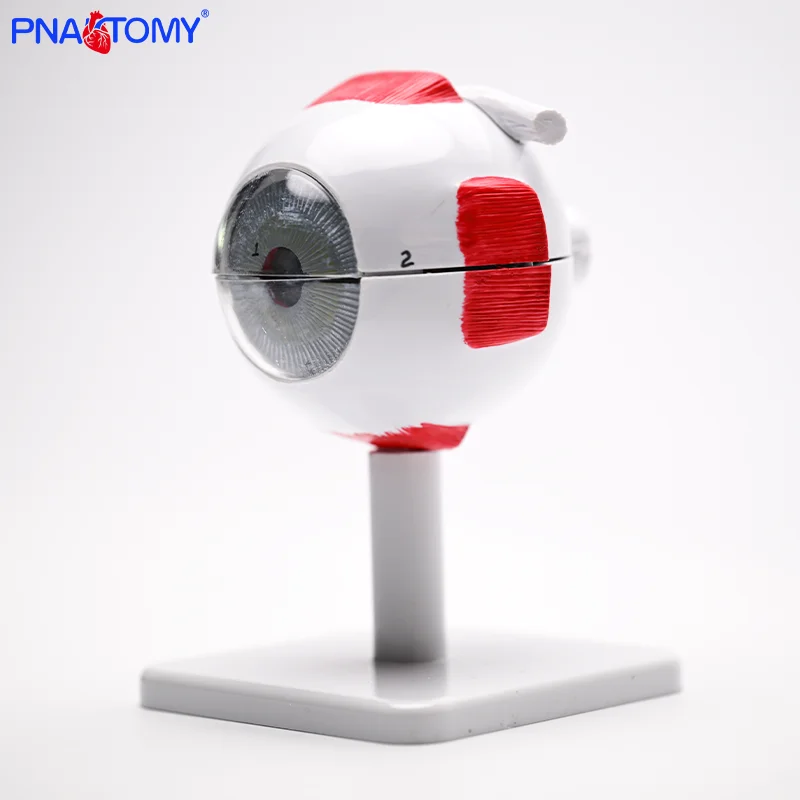 

3 Times Larger Eyeball Model 6 Parts