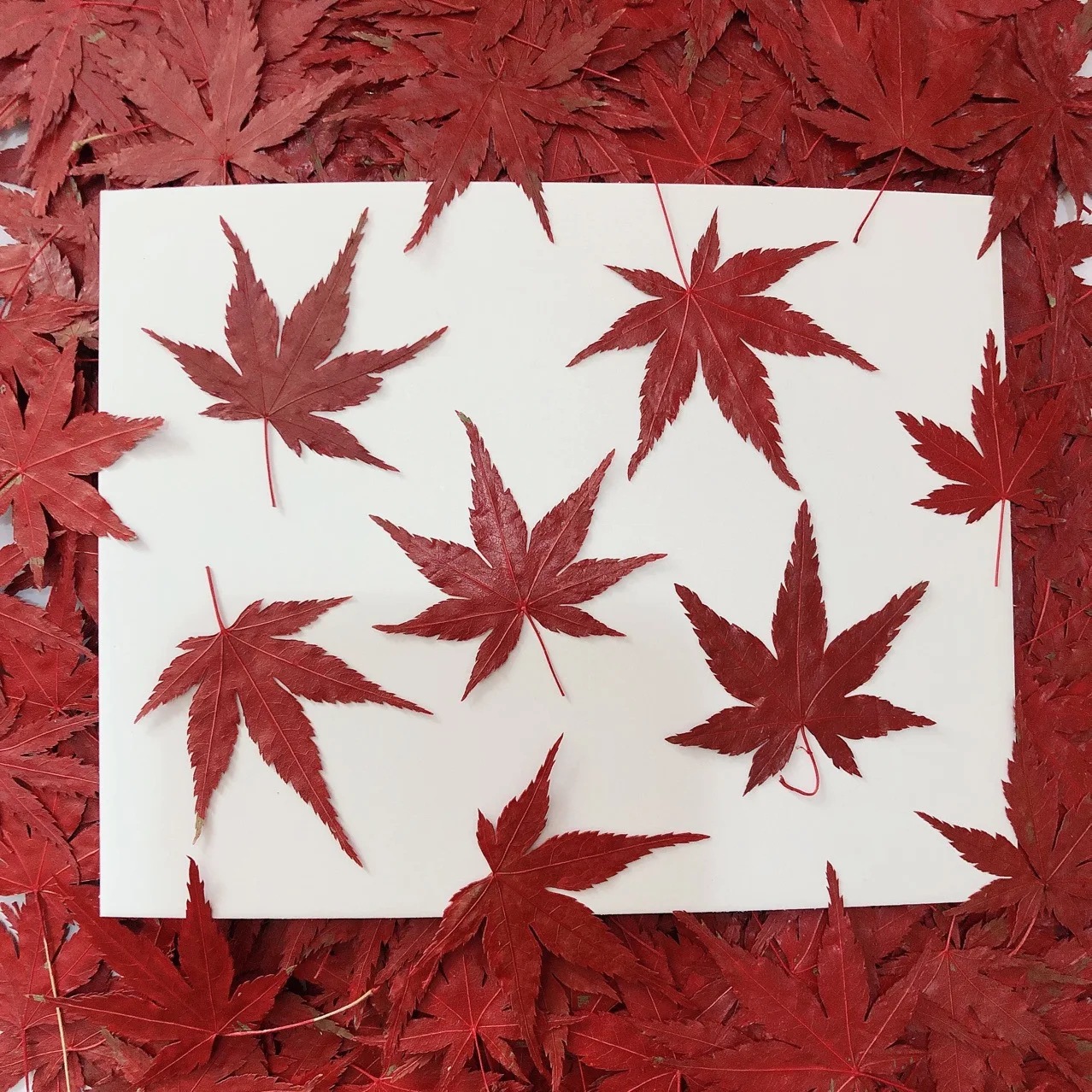 Red maple leaf dried flower embossed plant specimen teaching drop glue mobile phone case children's handmade bookmark to