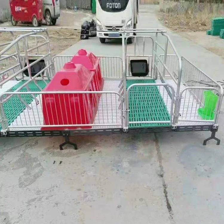 Pig house sows have high productivity, good things to share, strongly recommended