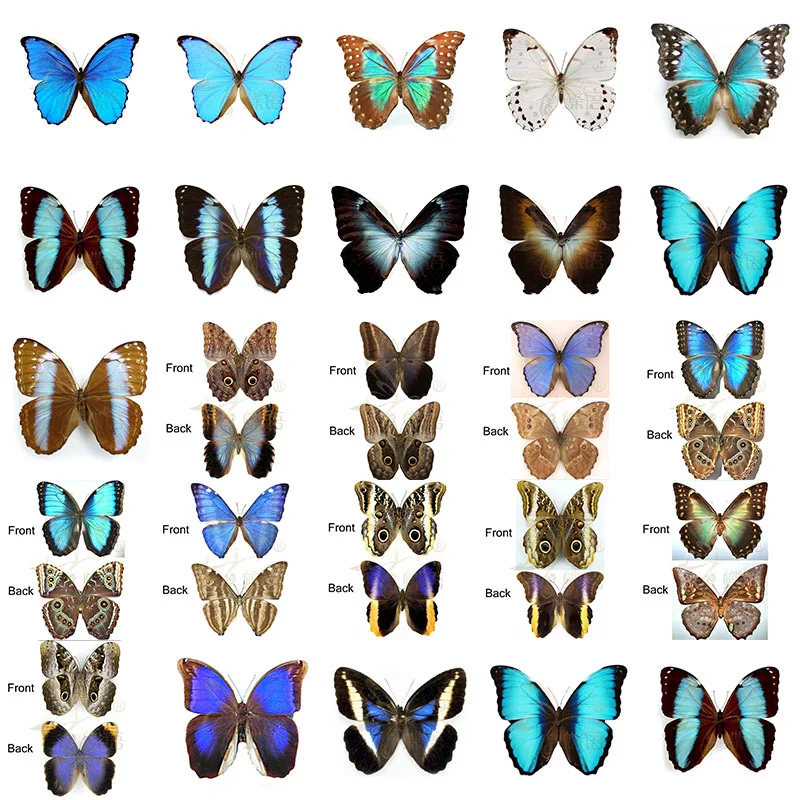 

Exquisite Butterfly Specimen for Home Decoration, Morpho, Menelaus, Owl, Insect, DIY Painting