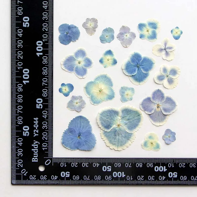 1.3-4CM/Real Natural Dried Pressed Flowers Dry Press Peacock Hydrangea Petals In Blue DIY For Epoxy Resin Jewellery,Phone Case