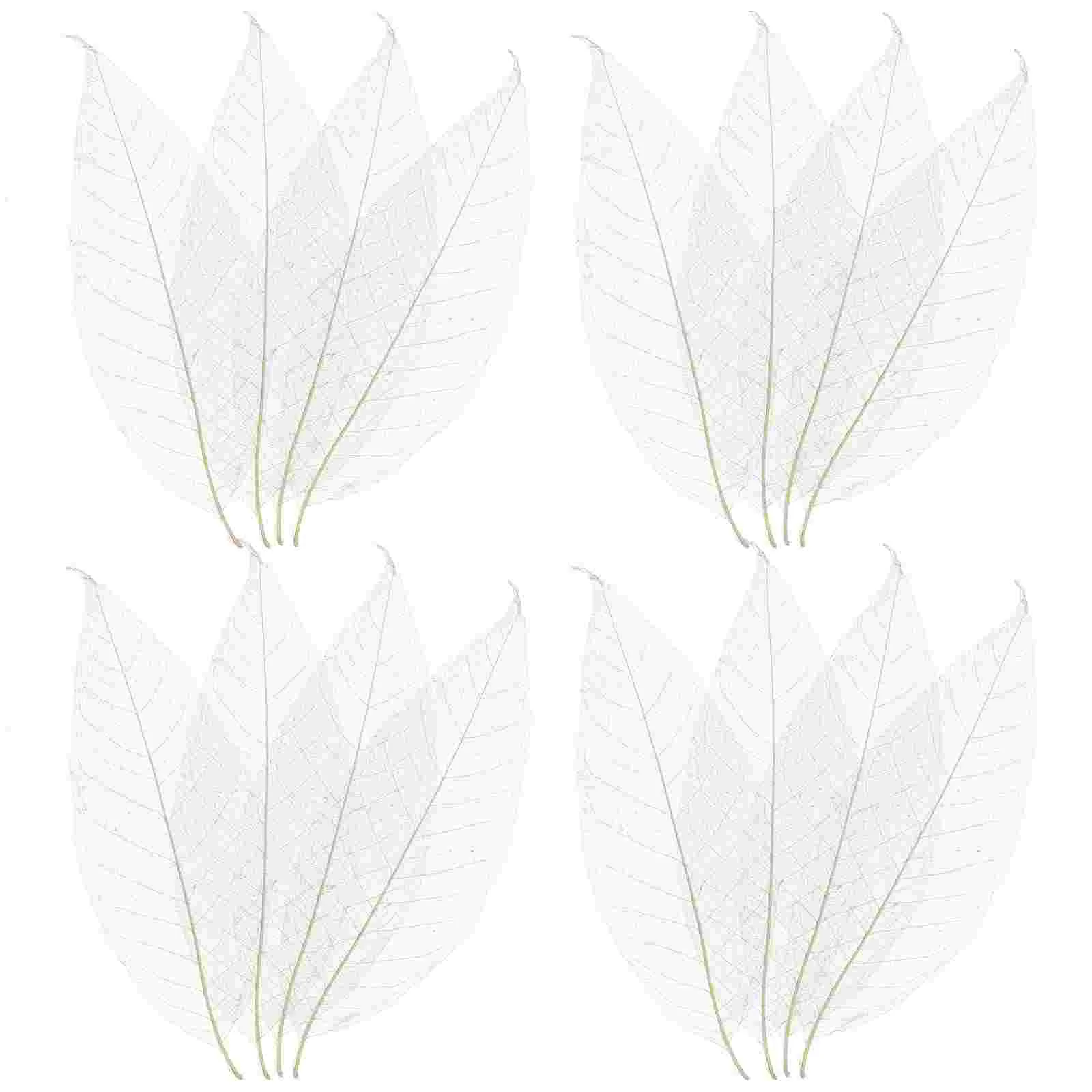 

Magnolia Leaf Specimen Tree Leaves for Craft Project Dried Bathroom Decorations