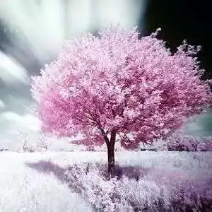 

Navigation GPS Android 13 Tesla 12.1inch Screen 256GB For Toyota Alphard Vellfire 20 Car Radio Multimedia Video Player2din 4G