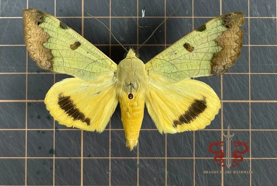 Moth specimen Ophiusa tirhaca, 1pc wings spread A1/A- high quality, Decorative Display Collection Gifts