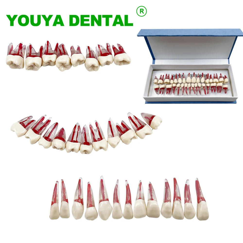 32pcs/Set Dental Teeth Model Full Mouth Root Canal Tooth Training Blocks Model Resin Endodontic RCT Practice Demonstration Tools