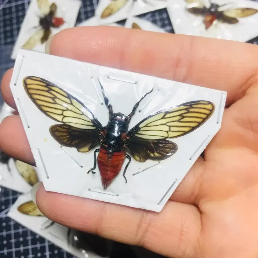 

Настоящий образец насекомых Red Cicada Red Bellied Black Winged Cicada Huechys Incarnata Winged Образец цикады