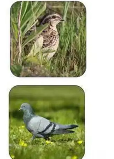 food-processor-stainless-steel-plucker-machine-quail-bird-hair-removal-plucking-machine-automatic-epilator