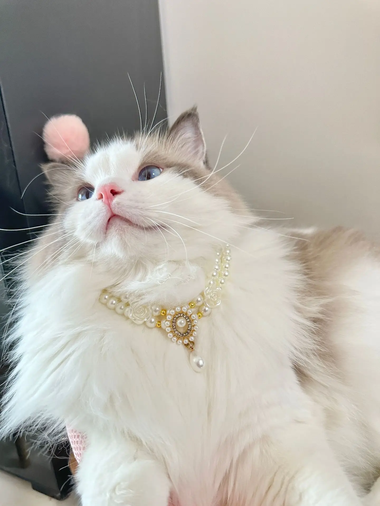 Luxury Dog Cat Pearl Necklace Collar with Diamond Pendant for Cats Dogs Puppy Wedding Costume Pet Crystal Jewelry Accessories