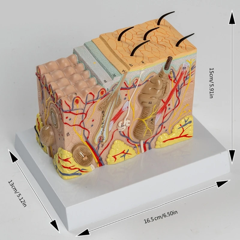 Human Skin Anatomy Model Educational Anatomical Skin Model D5QC