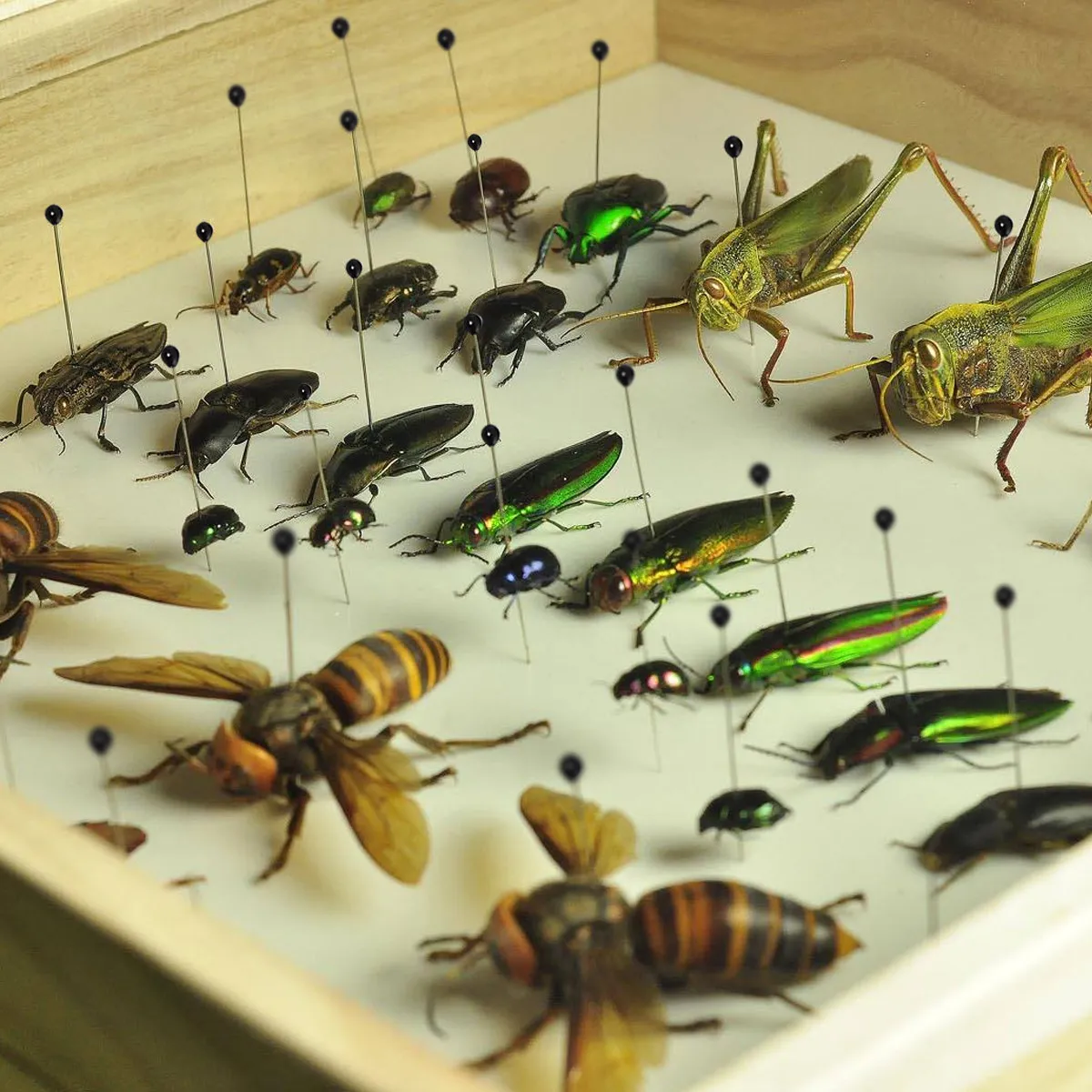500Pcs Stainless Steel Specimen Pins Rust-Resistant Insect Mounting Entomology Dissection Science Education School Lab