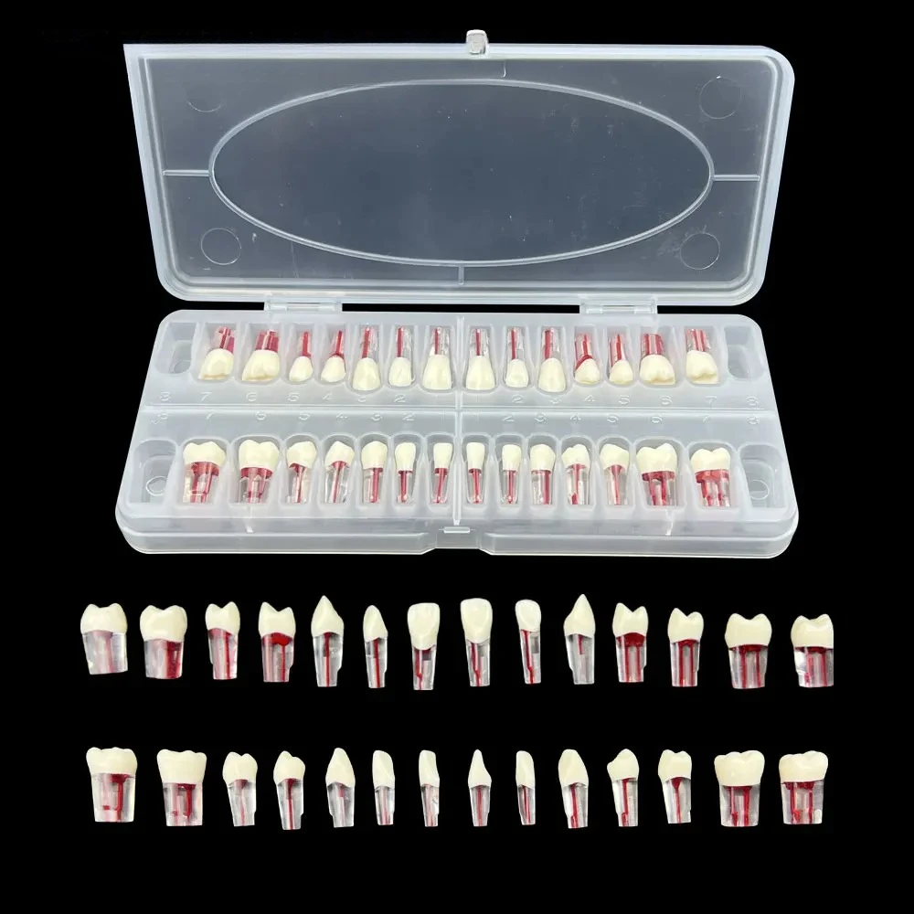 4Box Dental Teeth Root Canal Model Endodontic RCT Block Pulp Cavity Practice Model Study Endo Student Train Study Resin Replace