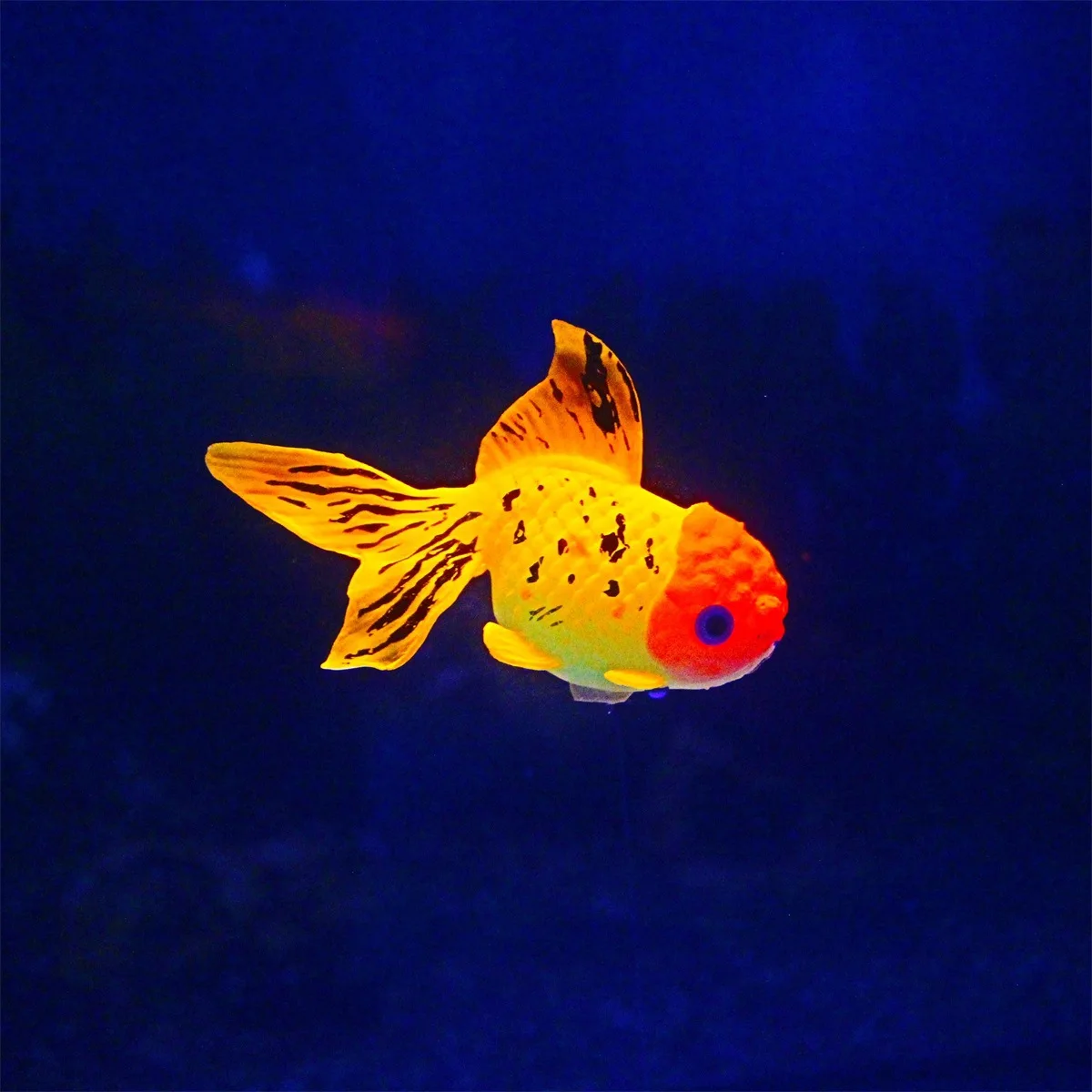 Glow In The Dark Artificial Aquarium Fishes Realistic Moving Floating Colorful Goldfish Fake Fish Ornament for Aquarium Tank