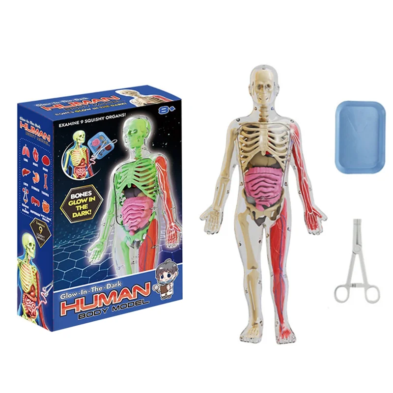 Educational Human Body For Kids Human Anatomy Squishy Body Model Science Kit Glow In The Dark Skeleton Learning