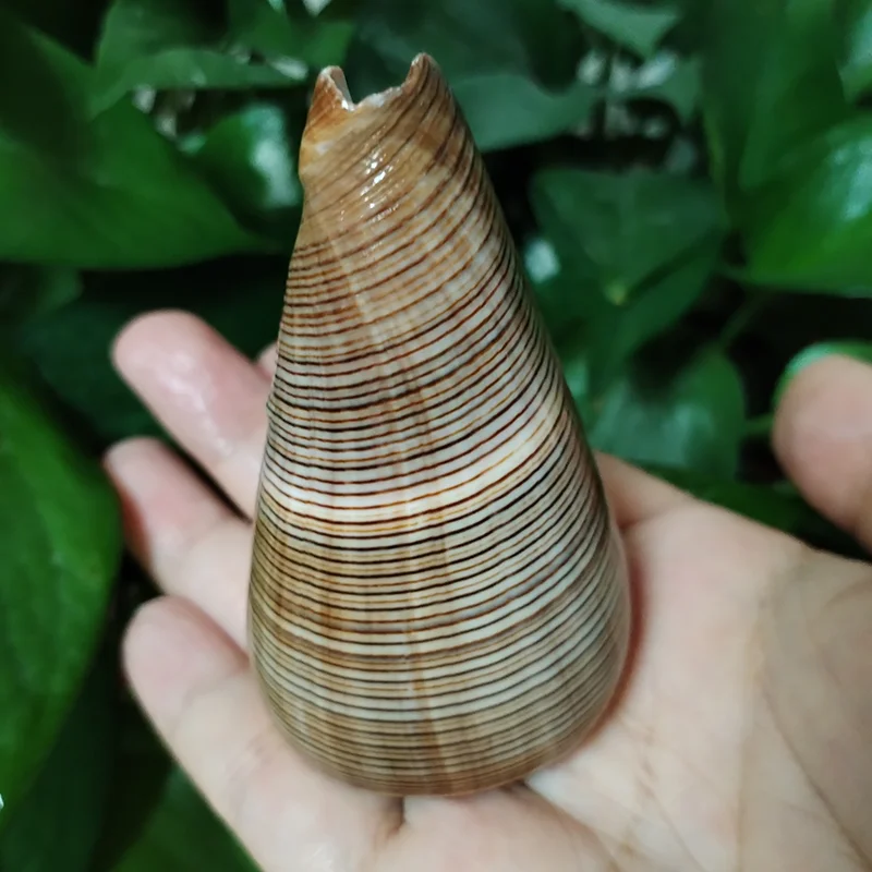 Natural Gold-veined Seashell Conus Striatus Conch Hermit Crab Replacement Shell Specimen Aquarium Wedding Party Home Decor