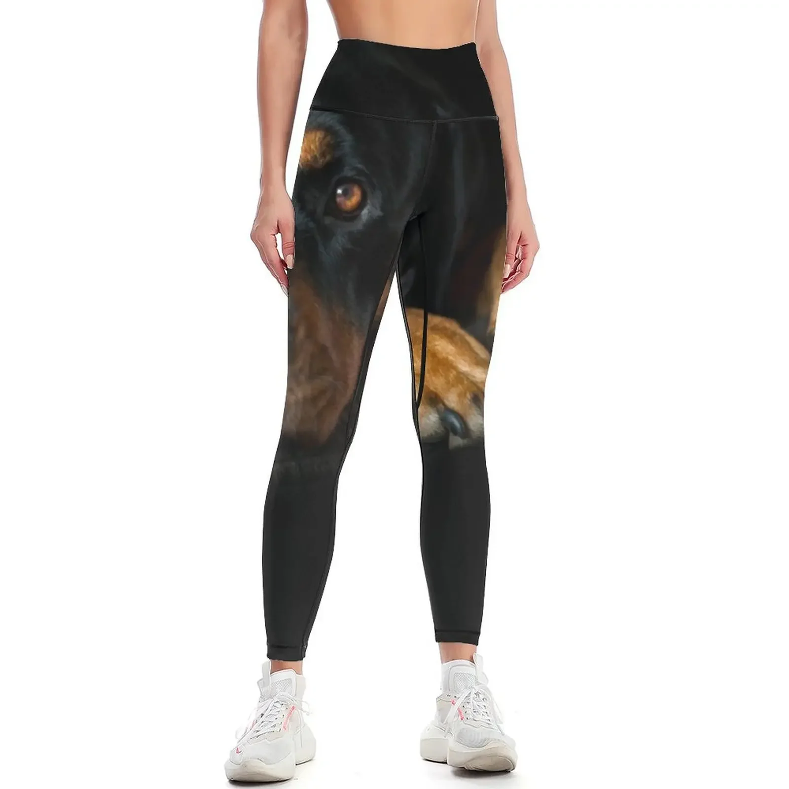 

Rottweiler Resting Leggings Sweatpants Female legging pants sports tennis for sporty woman push up Womens Leggings