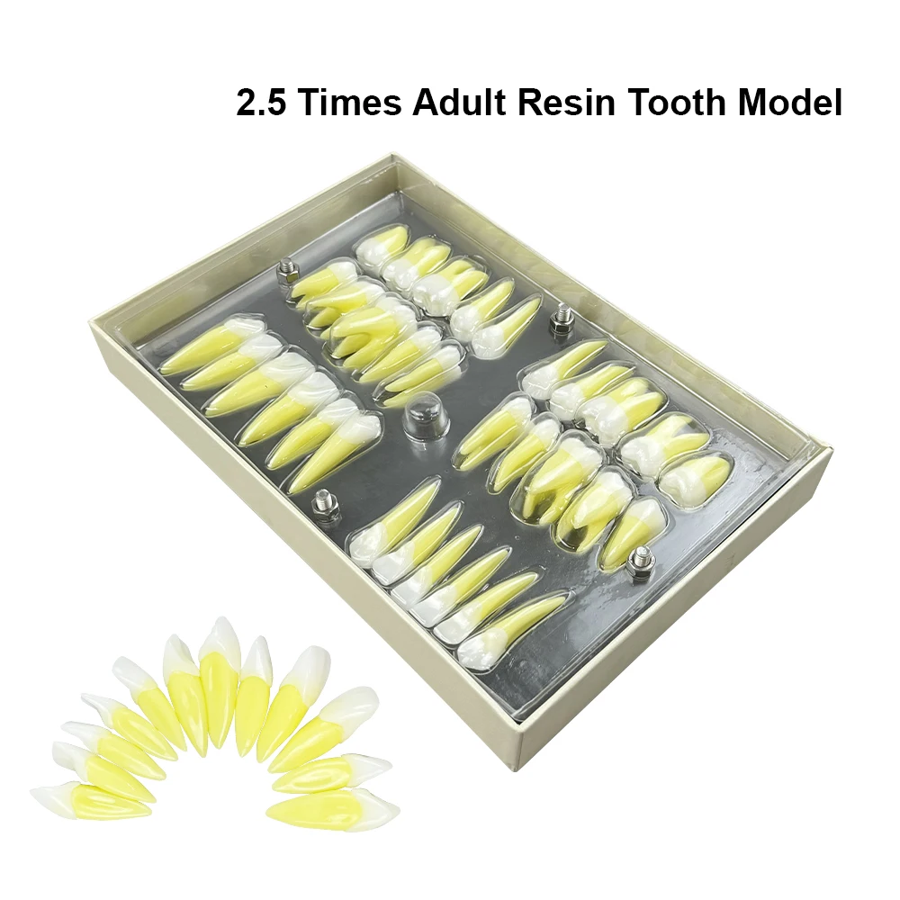 

Upgraded Version 32 Pcs/Set Dental Model 2.5x Resin Simulation Independent Tooth Dental Laboratory Comparison Sculpting Guide