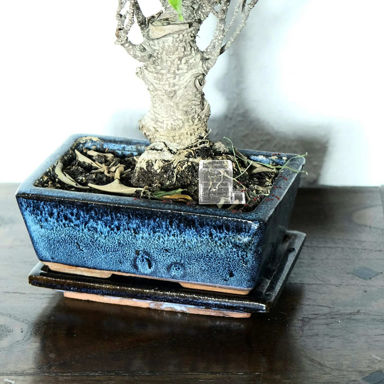 

Ants Waterer Cup Plastic Feeding Bowl for Insect Nest Hydration Drinking Container Tool for Small Reptiles and