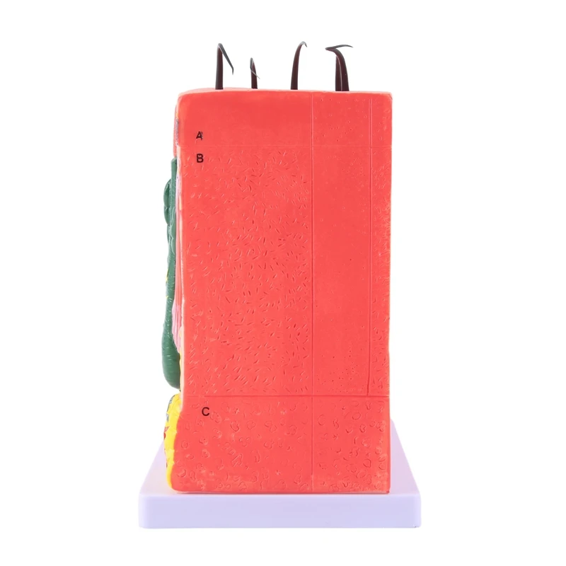 1 Piece Skin Model Skin Hair Structure Enlarged Model Anatomy Model As Shown PVC For Classroom Learning Display Teaching