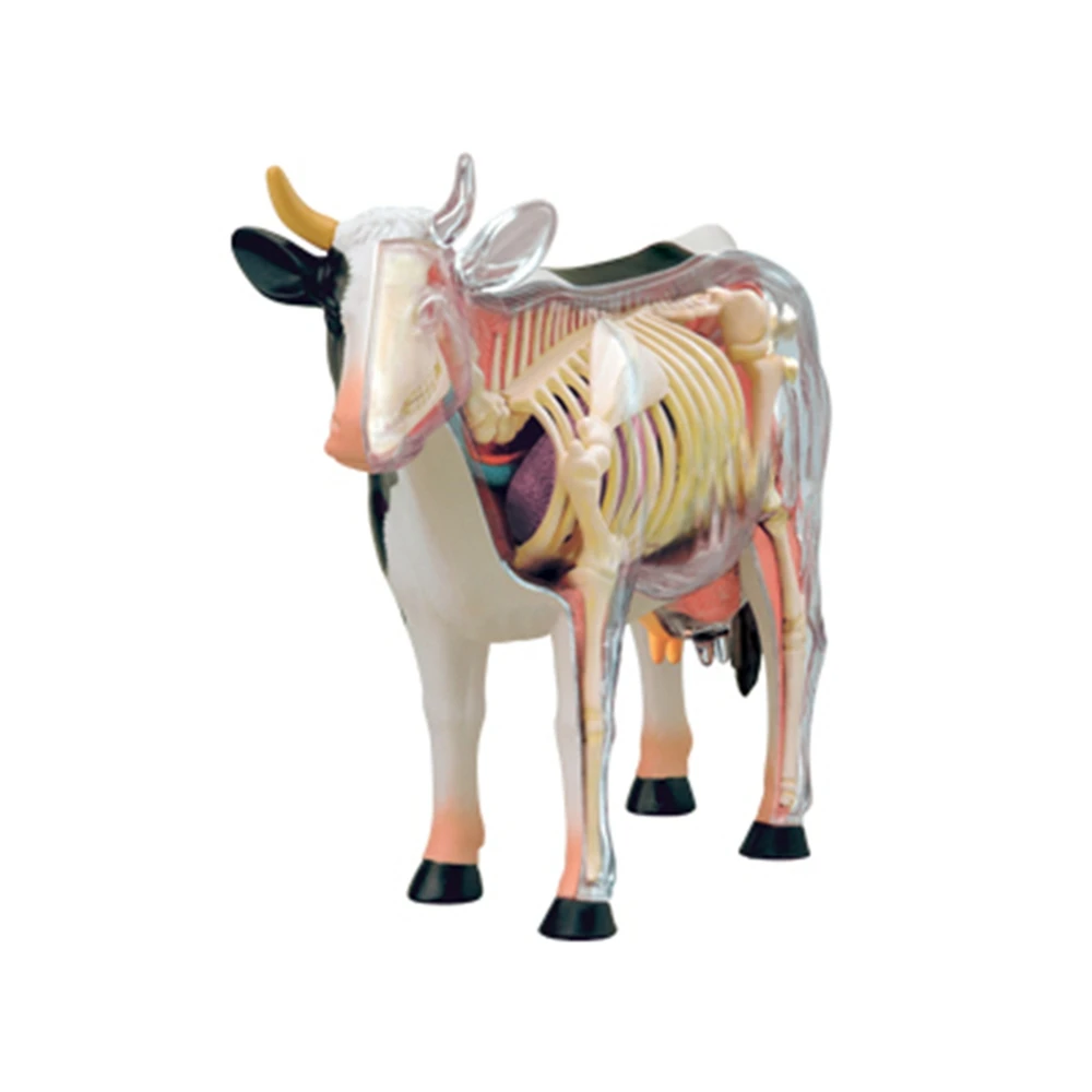Imagem -02 - Modelo de Anatomia de Órgão Animal 4d Vaca Inteligência Montagem Brinquedo Modelo de Anatomia de Ensino Faça Você Mesmo Aparelhos de Ciência Popular
