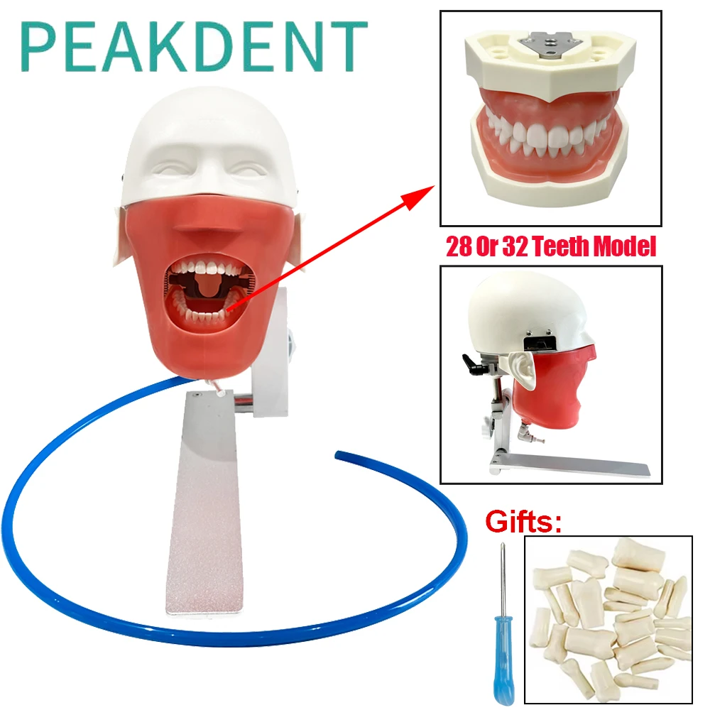 Dental Training Teeth Head Model Install To Dental Chiar Dentistry Practice Model Dental Phantom Head Simulation Skeleton Model