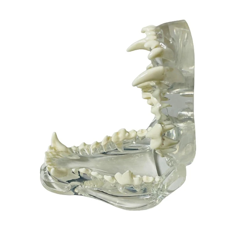 Transparent Canine Teeth Anatomical Model  Animals Oral Tooth Jaw For Veterinary Educational Tool