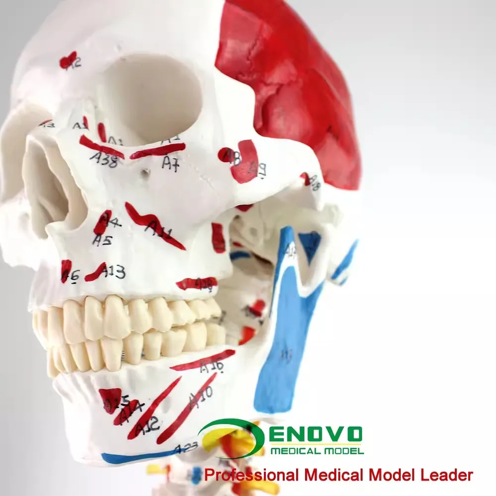 ENOVO Medical 170cm Human.