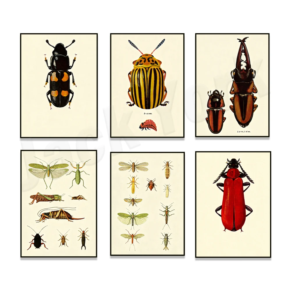 Retro dragonfly, butterfly, and entomological art posters; garden outdoor natural insect home decorations and wall hangings.