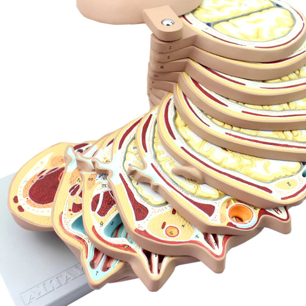 Medical Model Medical Human Torso Horizontal Section Model Half Body Anatomy Model Medical Science Teaching Resources