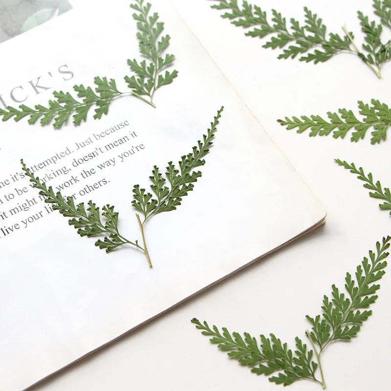 5-7cm/12pcs,Nature pressed fern branches,DIY bookmarks greeting cards drip gum phone case photo frames true leaf plant specimens